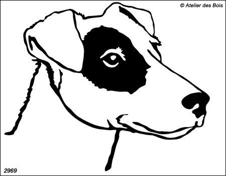 Elvan, Tête de Parson Russell Terrier poil ras (Traits fins)