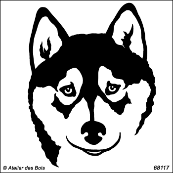 Alkhadyr, portrait de Siberian Husky de face, charbonné R68117