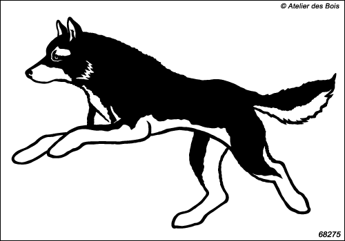 Attelage chiens de traîneau : Ekadil, chien N6827.5 charbonné