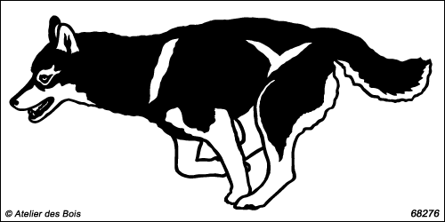 Attelage chiens de traîneau : Fetupik, chien N6827.6 charbonné