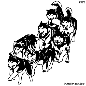 Nishagaq, Meute de 7 chiens de traîneau