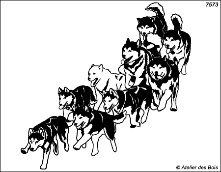 Nishagaq, Meute de 9 chiens de traîneau