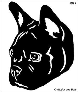 Edward, Tête de Boston Terrier Noire