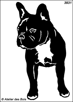 Walter, Boston Terrier debout de face