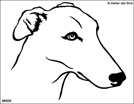 Sebastian, portrait de Greyhound M505
