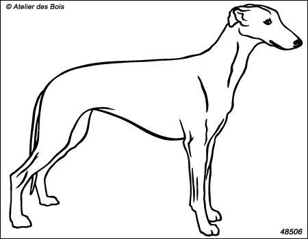 Donovan, Greyhound debout M506