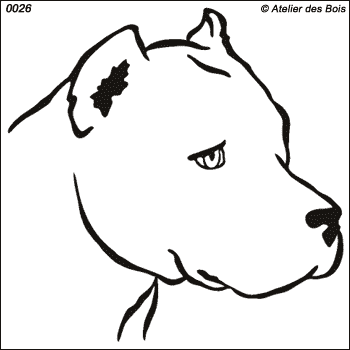Eros, Tête d'American Staffordshire Terrier Blanc (Traits fins)