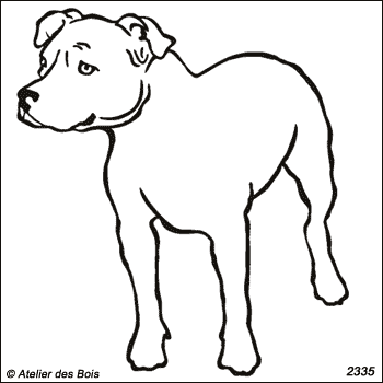 Spencer, American Staffordshire Terrier debout (Traits fins)