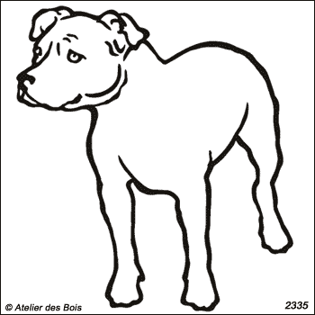 Spencer, American Staffordshire Terrier debout (Traits larges)