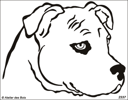 Tyler, Tête d'American Staffordshire Terrier (Traits fins)
