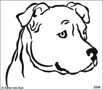 Brad, Tête d'American Staffordshire Terrier (Traits fins)
