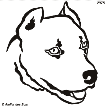 Zeus, Tête d'American Staffordshire Terrier (Traits fins)