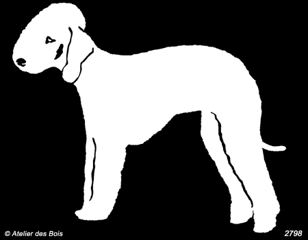 Neil, Bedlington Terrier debout (clair, traits fins)