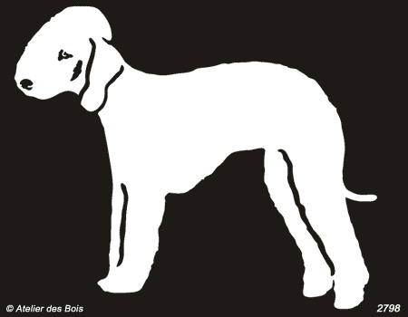 Neil, Bedlington Terrier debout (clair, traits larges)