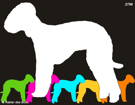 Neil, Silhouette de Bedlington Terrier debout