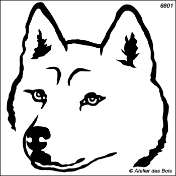 Tajmyr, Tête de Siberian Husky, modèle blanc