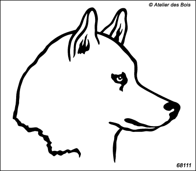 Baikal, portrait de Siberian Husky de profil, blanc R68111