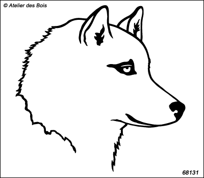 Turuk, portrait de Siberian Husky de profil, blanc R68131