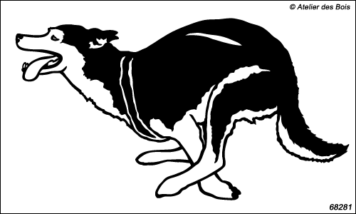 Attelage chiens de traîneau : Apsak, chien N6828.1 bicolore