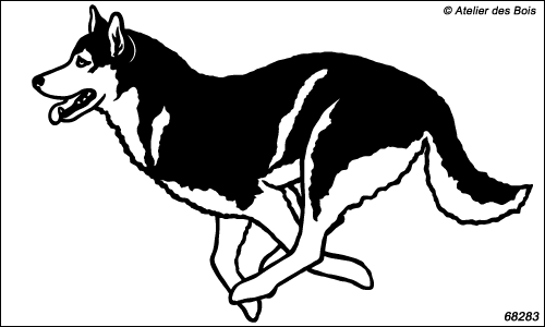 Attelage chiens de traîneau : Cherskoq, chien N6828.3 bicolore