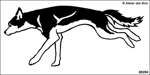 Attelage chiens de traîneau : Dzenthan, chien N6828.4 bicolore