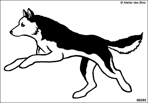Attelage chiens de traîneau : Ekadil, chien N6828.5 bicolore