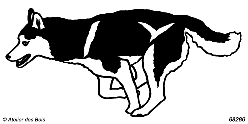 Attelage chiens de traîneau : Fetupik, chien N6828.6 bicolore