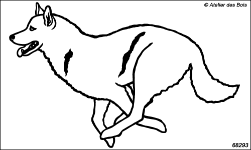 Attelage chiens de traîneau : Cherskoq, chien N6829.3 blanc