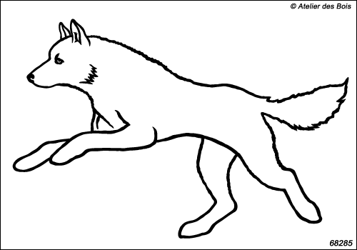 Attelage chiens de traîneau : Ekadil, chien N6829.5 blanc