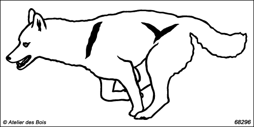 Attelage chiens de traîneau : Fetupik, chien N6829.6 blanc