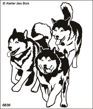 Kodiak, Meute de 3 chiens de traineau au galop