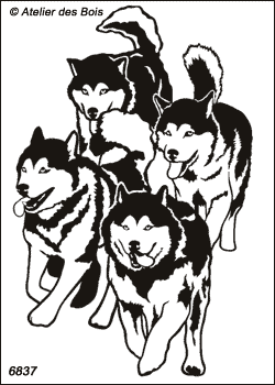Hootalinqua, Meute de 4 chiens de traineau au galop