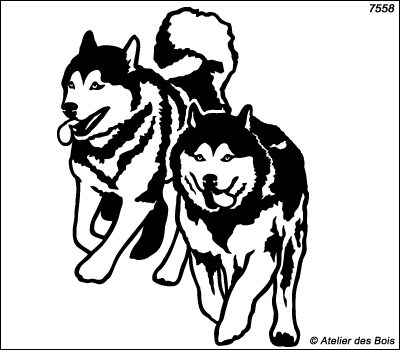 Toksook, Couple de chiens de traîneau au galop