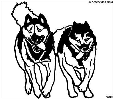Aklaviq, Couple de chiens de traîneau au galop